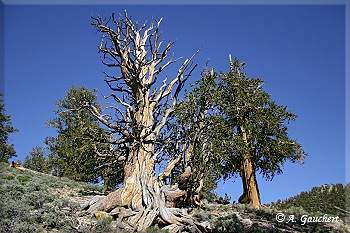 Bristlecone Pine und Limber Pine